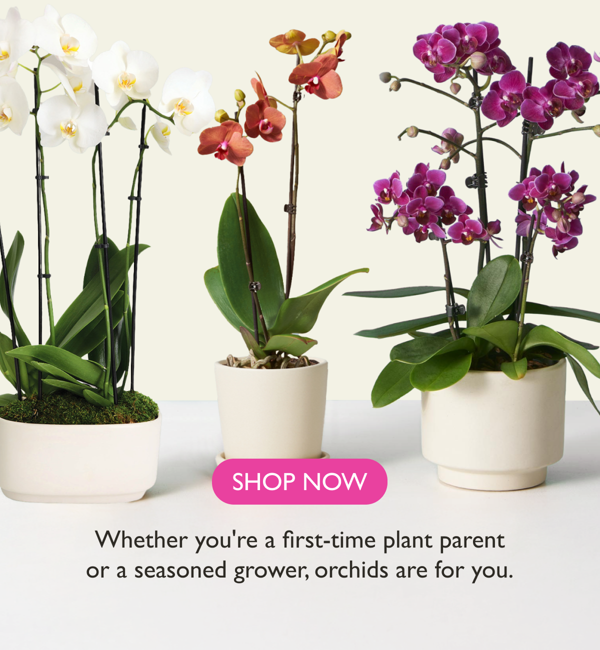 Whether you are a first-time plant parent or a seasoned grower, orchids are for you.