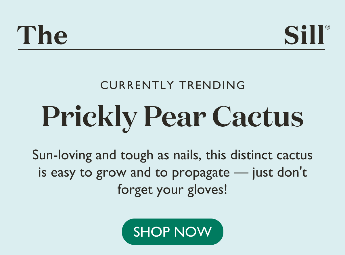 Sun-loving and tough as nails, this prickly cactus is easy to grow and to propagate. Shop the Prickly Pear. 