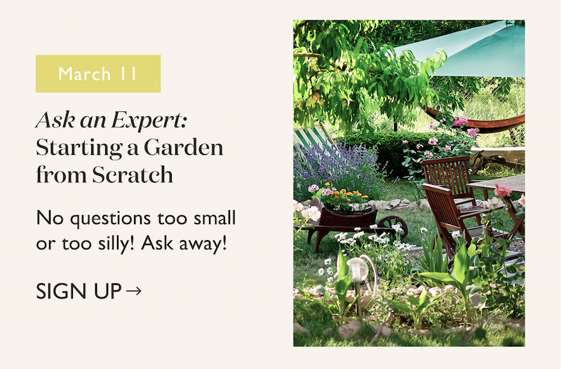 March 11, Ask an Expert Starting a Garden from Scratch