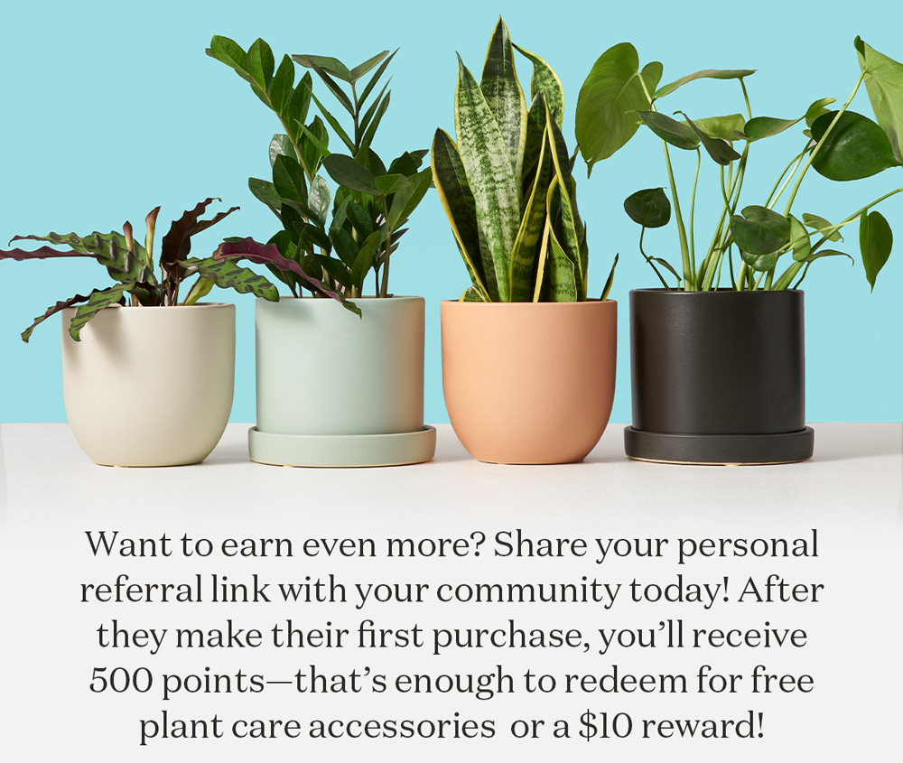 Want to earn even more? Share your personal referral link with your community today! After they make their first purchase, you’ll receive 500 points—that’s enough to redeem for free plant care accessories  or a $10 reward!