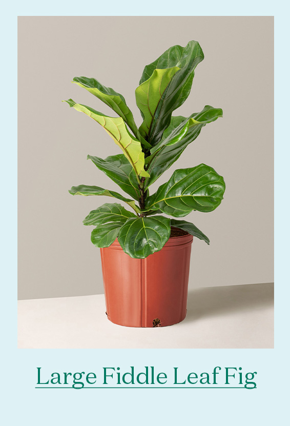 Large Fiddle Leaf Fig