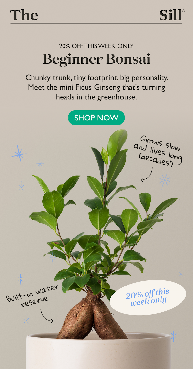 Meet The Beginner Bonsai: Chunky trunk, tiny footprint, big personality.