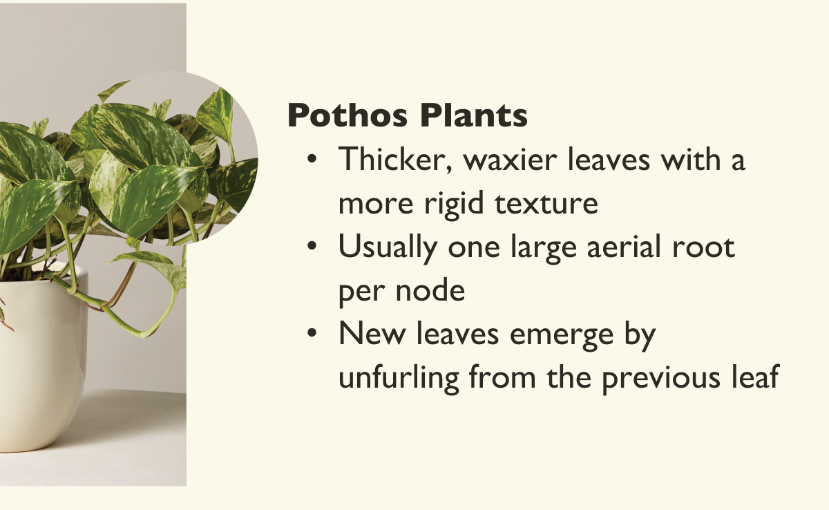 Facts about Pothos Plants.