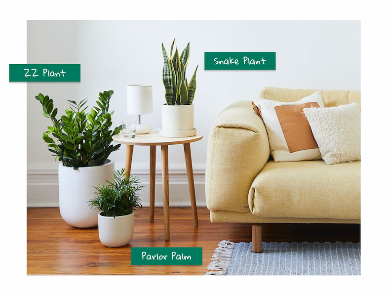 Low Light Tolerant Plants