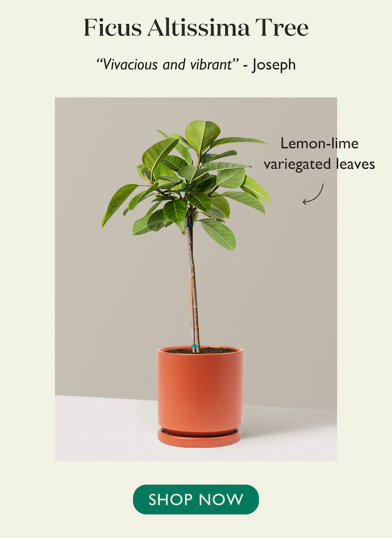 Ficus Altissima Tree