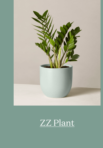 ZZ Plant