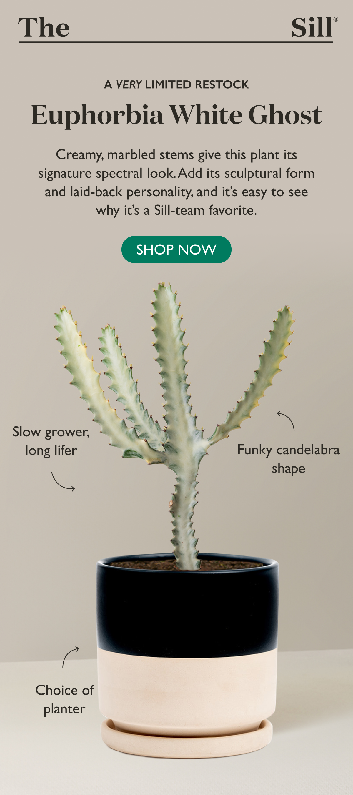 Creamy, marbled stems give this plant its signature spectral look. Add its sculptural form and laid-back personality, and it's easy to see why it's a Sill-team favorite.
