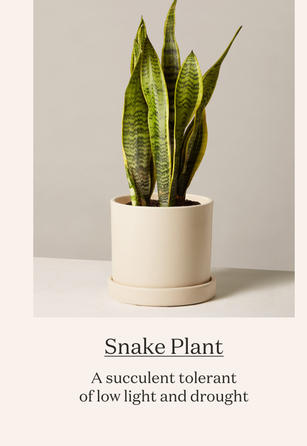 Snake Plant