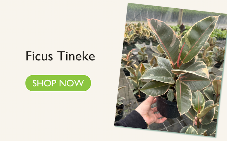 Ficus Tineke