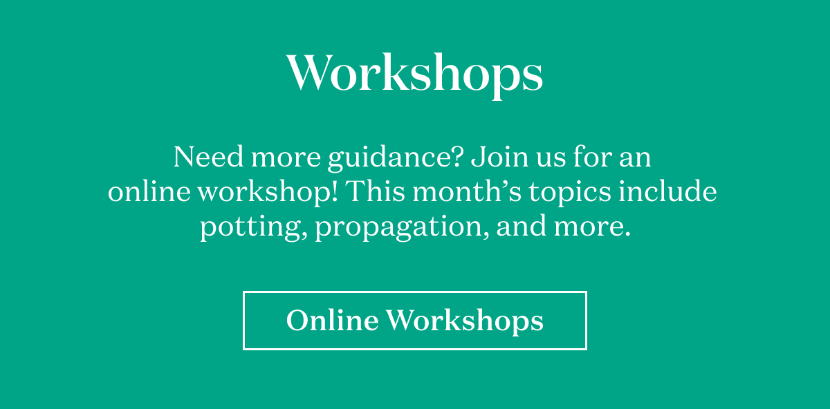 Workshops: Need more guidance? Join us for an online workshop!