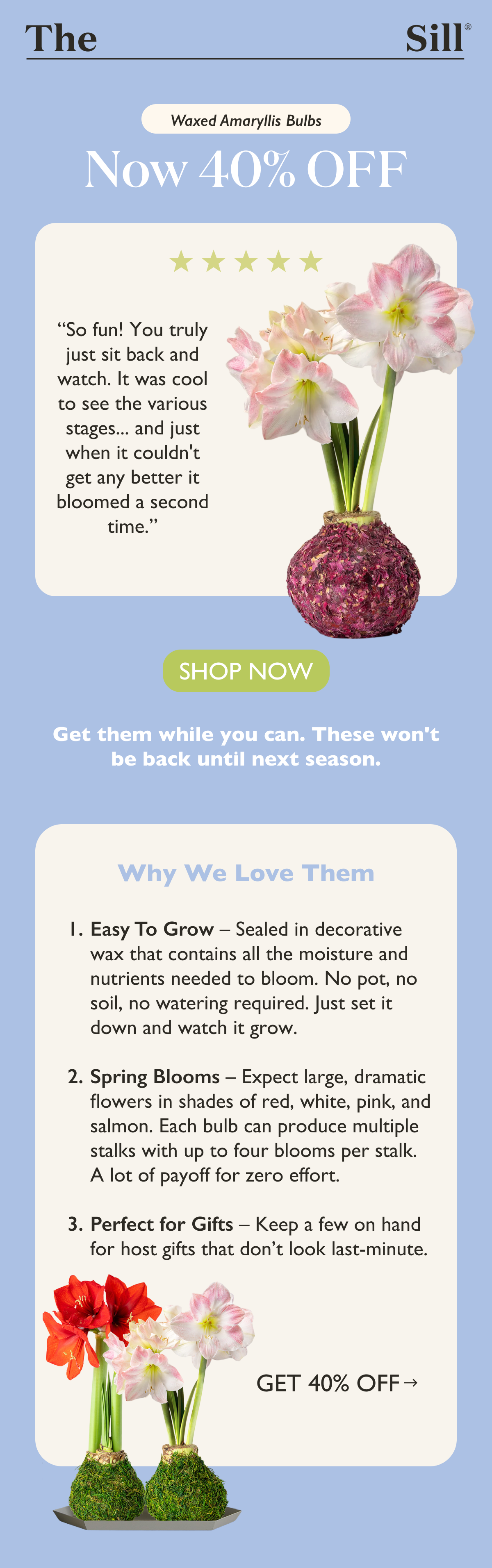 Waxed Amaryllis Bulbs are now 40% off. Get them while you can, these won't be back until next season.