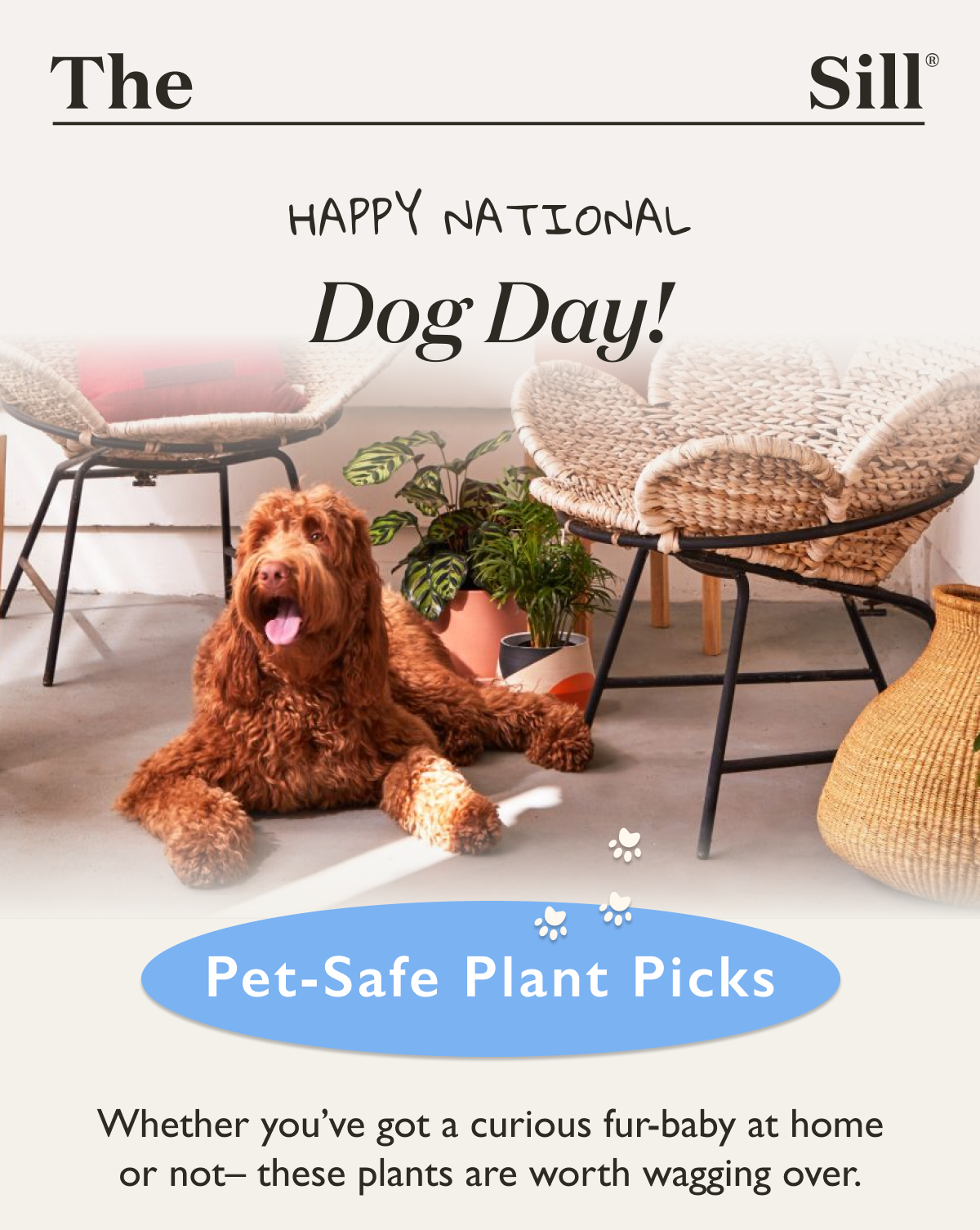 Pet-Safe Plants: Whether you've got a curious fur-baby at home or not, these plants are worth wagging over.