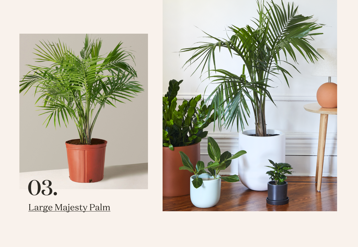 Large Majesty Palm