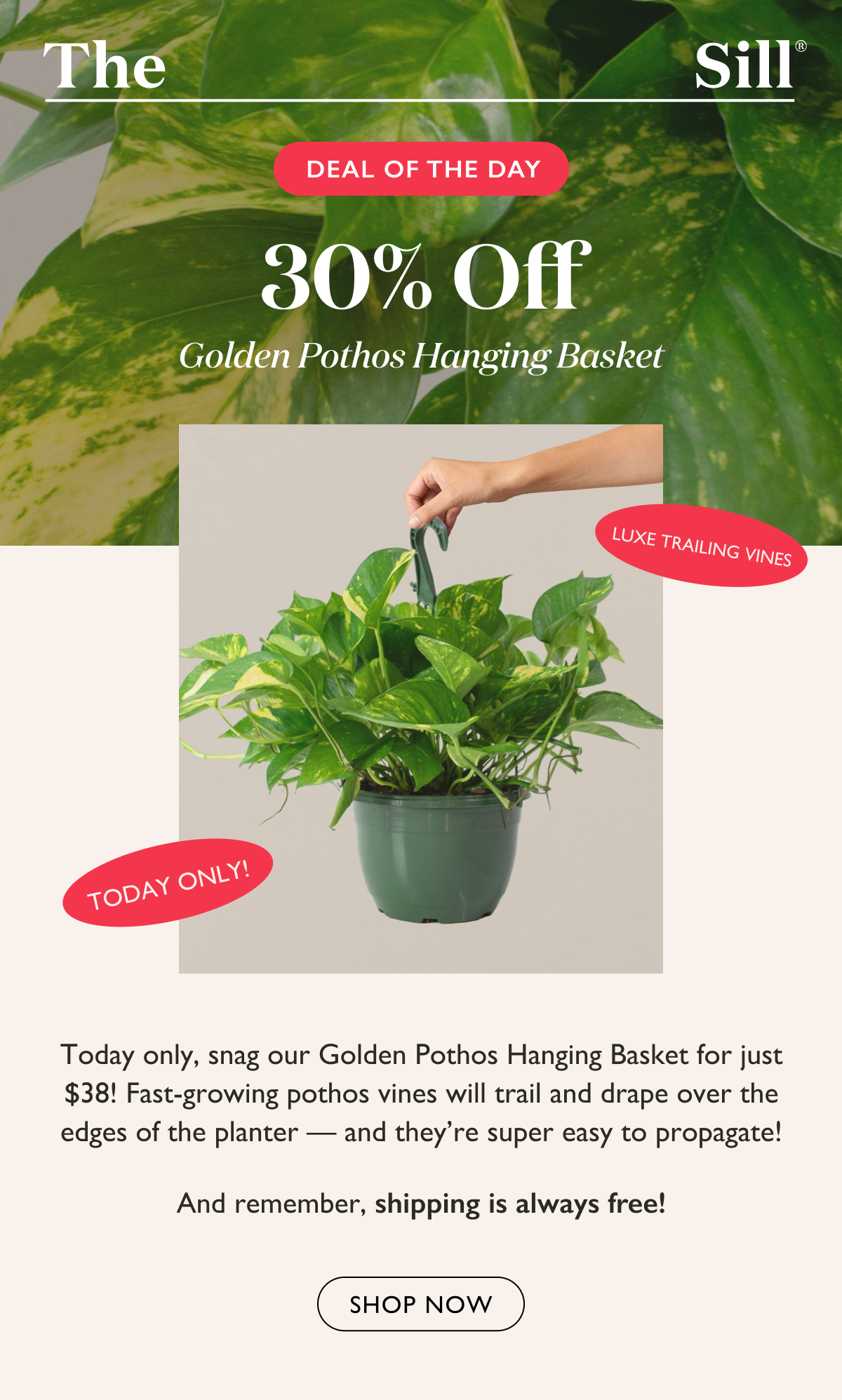 30% off hanging basket