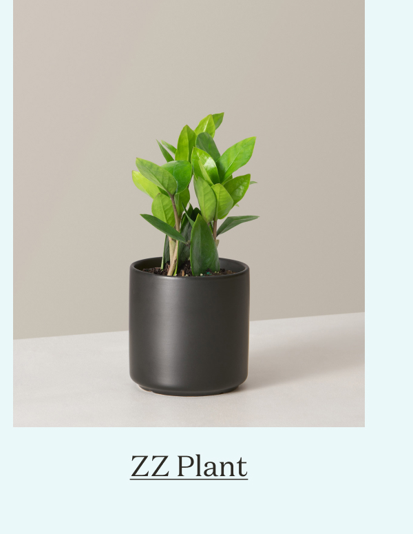 ZZ Plant