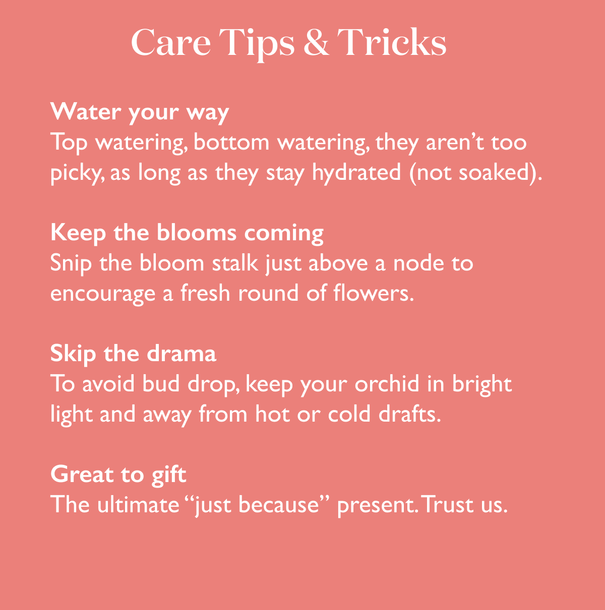 Orchid Care Tips and Tricks