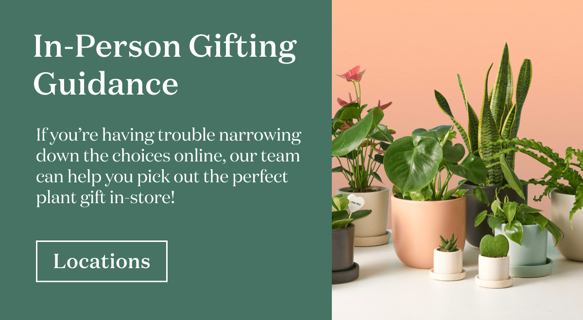 If you’re having trouble narrowing down the choices online, our team can help you pick out the perfect plant gift in-store!