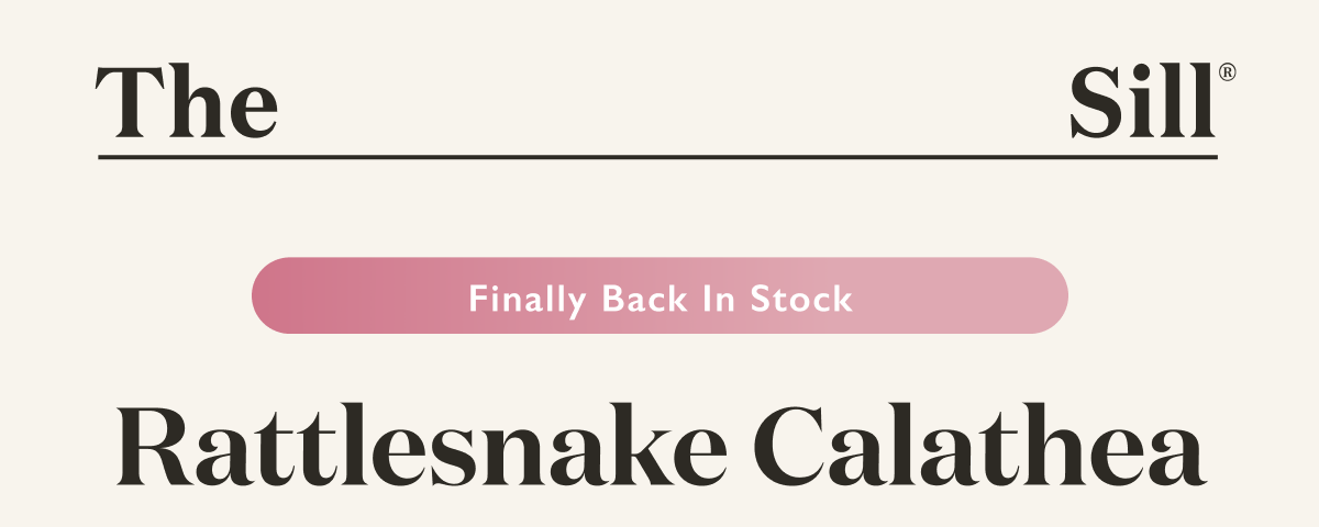 Finally Back In Stock: Rattlesnake Calathea