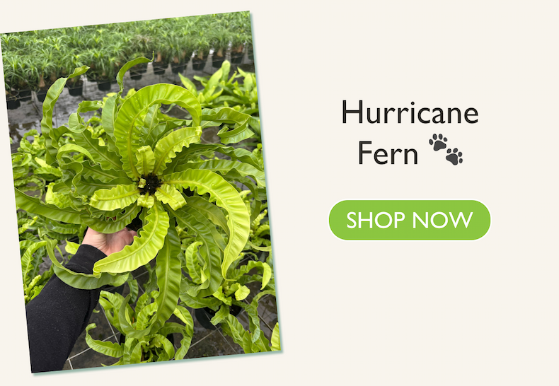Hurricane Fern
