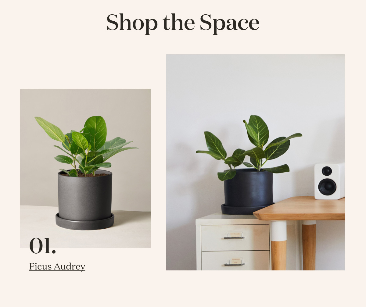 Ficus Audrey