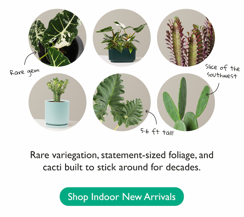 Rare variegation, statement sized foliage, and cacti built to stick around for decades. Shop Indoor New Arrivals.