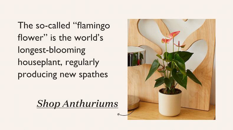 The so-called “flamingo flower” is the world’s longest-blooming houseplant, regularly producing new spathes.