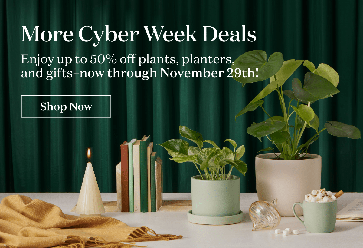 More Cyber Week Deals. Enjoy up to 50% off plants, planters and gifts-- now through November 29th.
