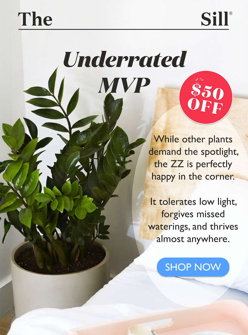 While other plants demand the spotlight, the ZZ is perfectly happy in the corner. It tolerates low light, forgives missed waterings, and thrives almost anywhere.
