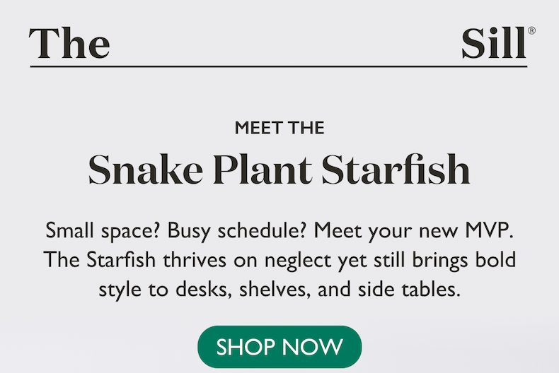 Small space? Busy schedule? Meet your new MVP - the Snake Plant Starfish. Shop now.
