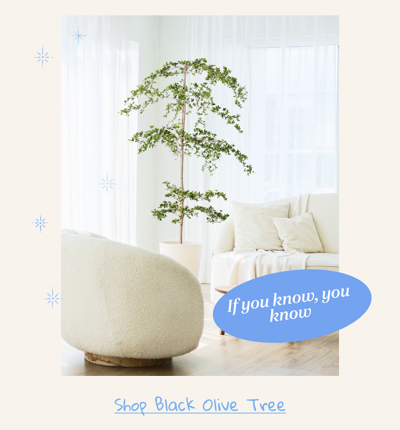 Black Olive Tree