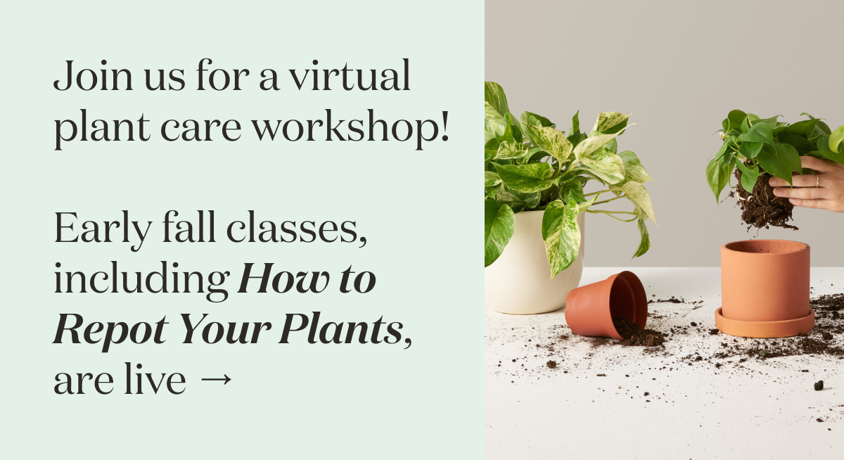 Join us for an online plant care workshop. Suited for beginners, experts, and everyone in between.