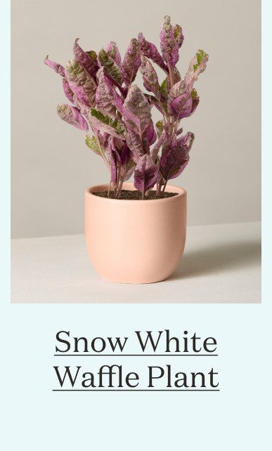 Snow White Waffle Plant