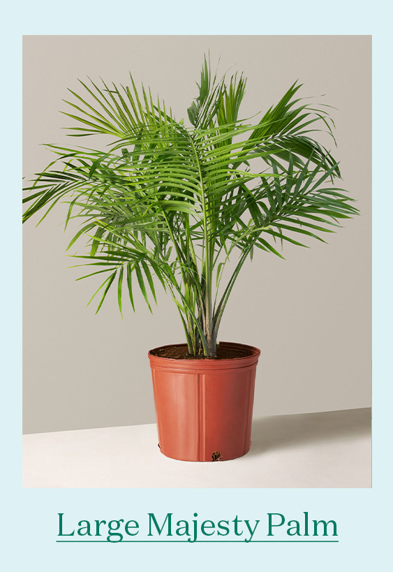 Large Majesty Palm