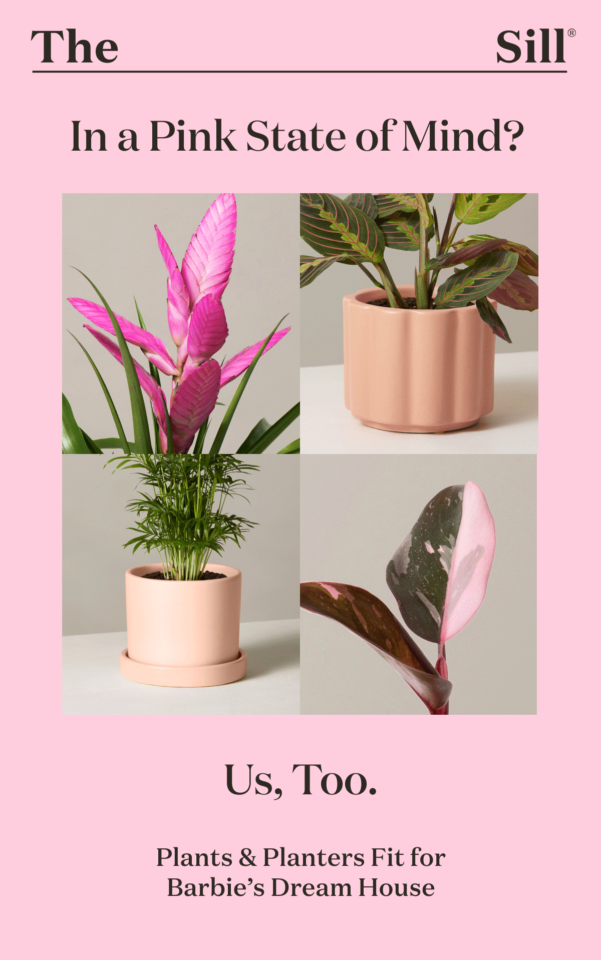 Our favorite pink plants