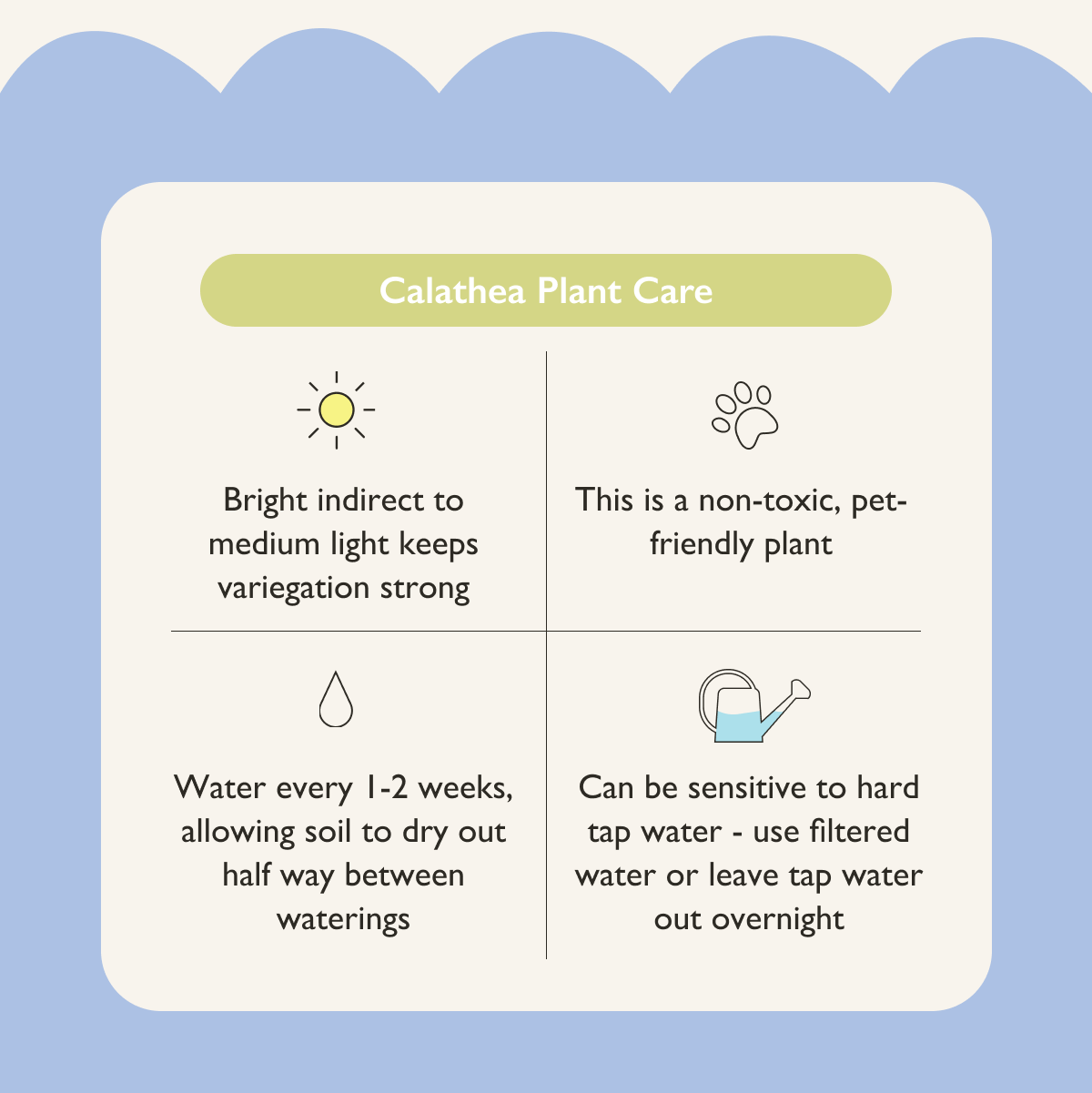 Calathea Plant Care: Bright to medium indirect light, water every 1-2 weeks. This is a non toxic, pet safe plant. 