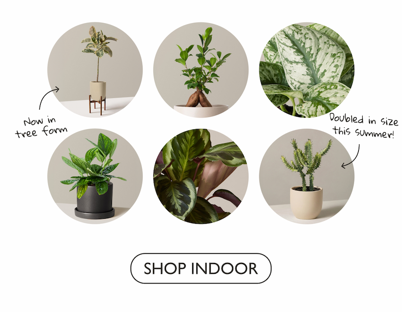 Unusual Houseplants