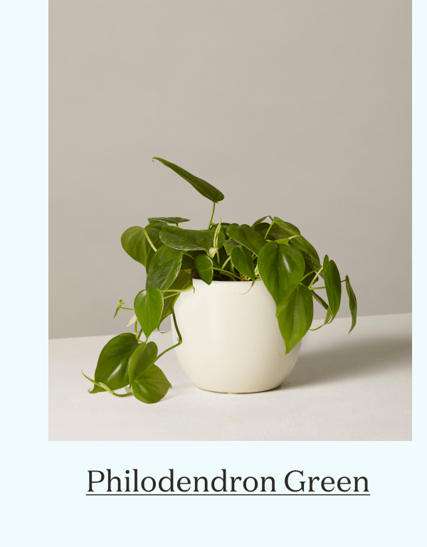 Philodendron Green