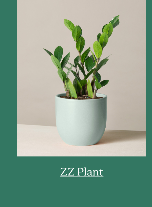 ZZ Plant