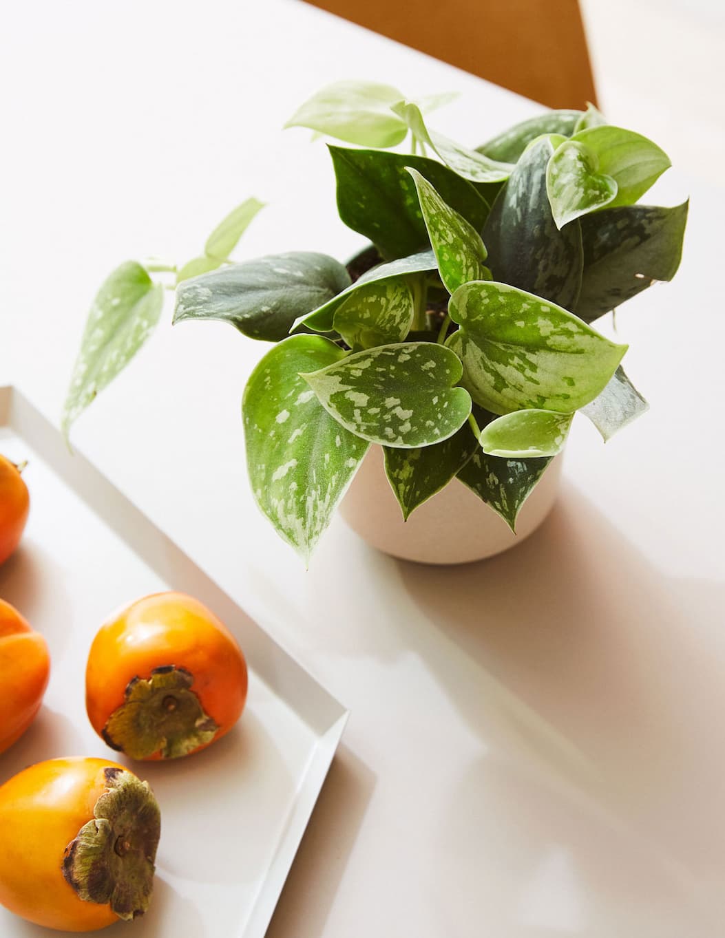 Philodendron Silver bird's eye view of leaves. 