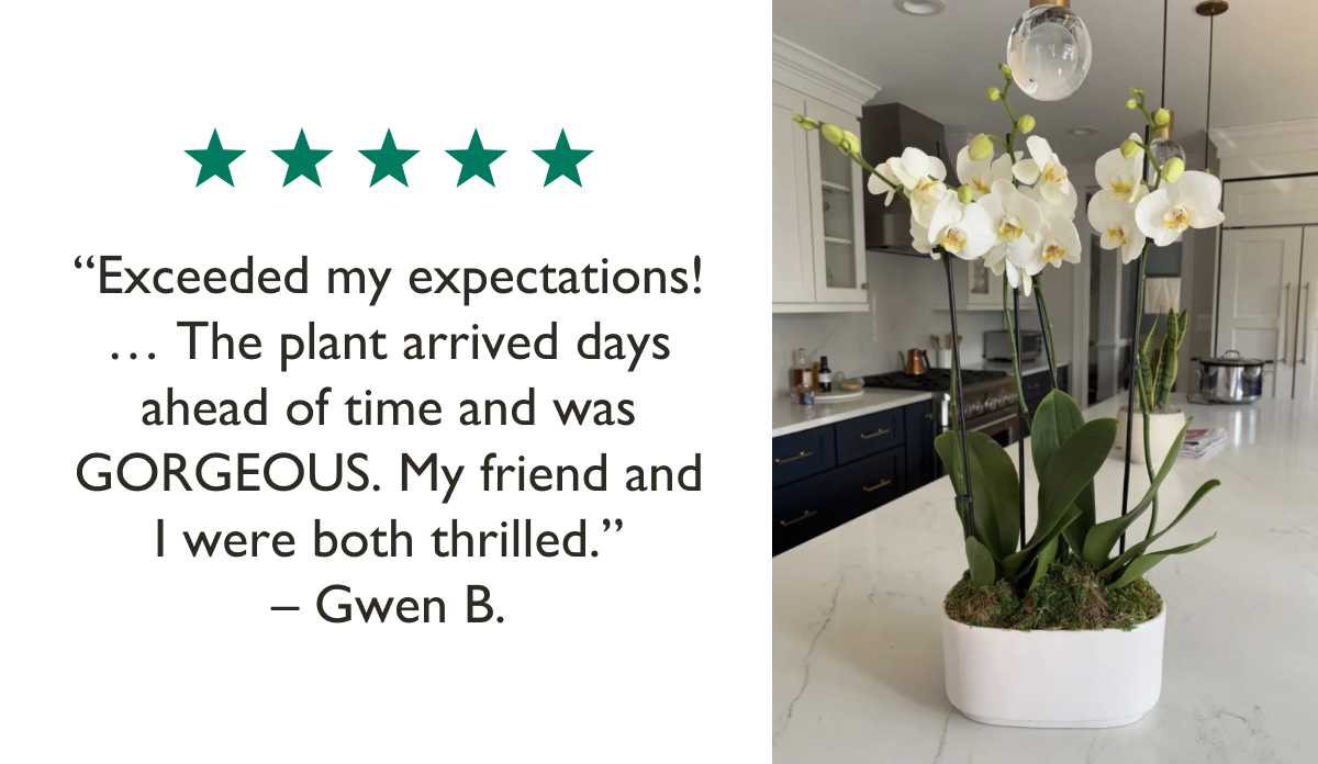 Pictured: Double Orchid Customer Review