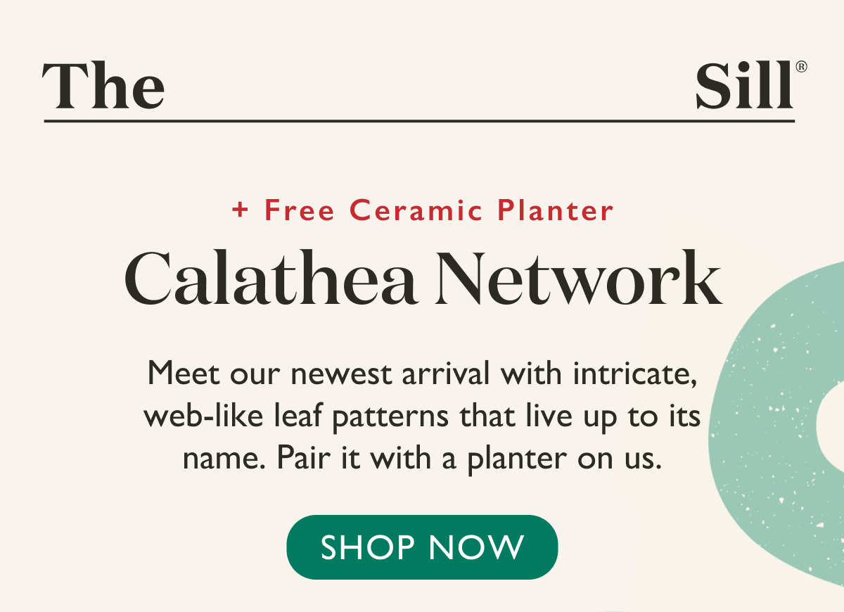 Meet our newest arrival, the Calathea Network, with intricate web-like leaf patterns that live up to its name. Shop now. 