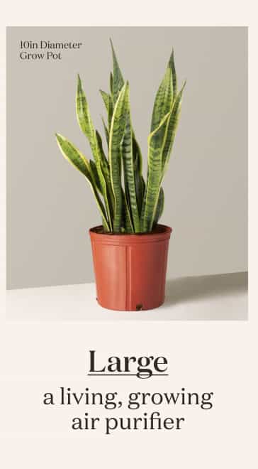 Large Snake Plant