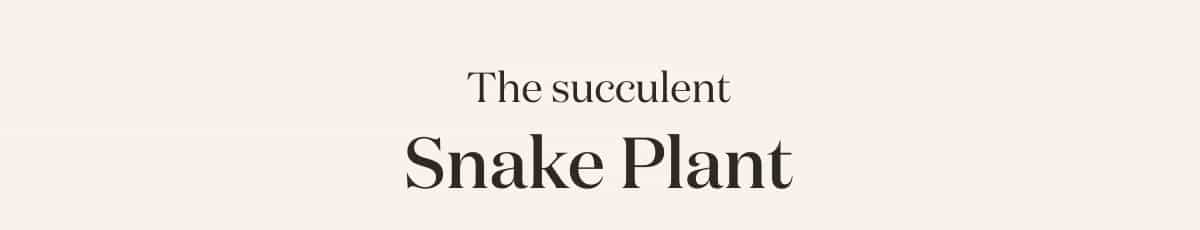 The Succulent Snake Plant