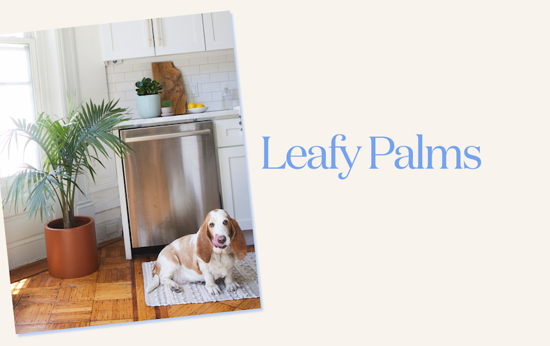 Leafy Palms