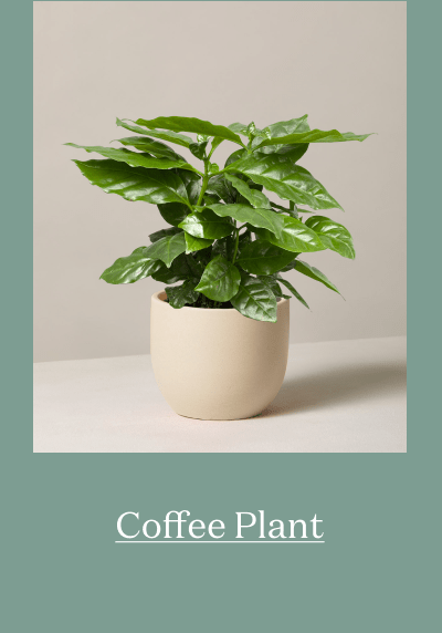 Coffee Plant