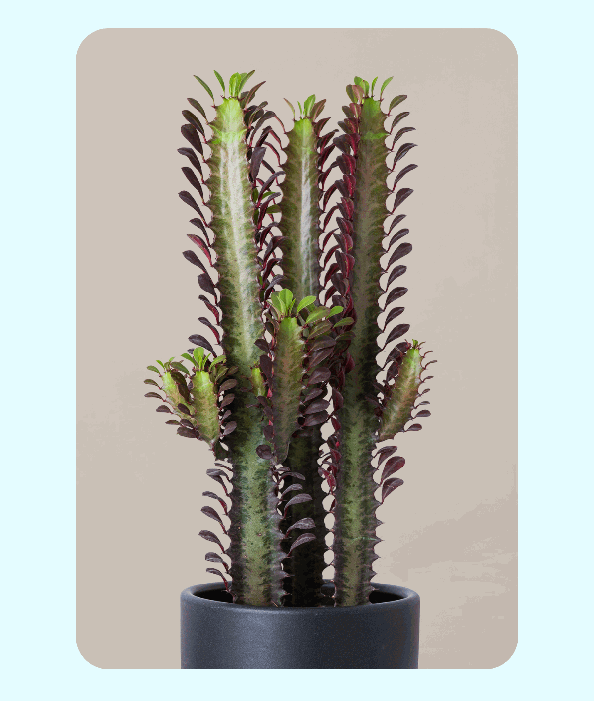 See new plants, including cool cacti, rare variegation, and more. 