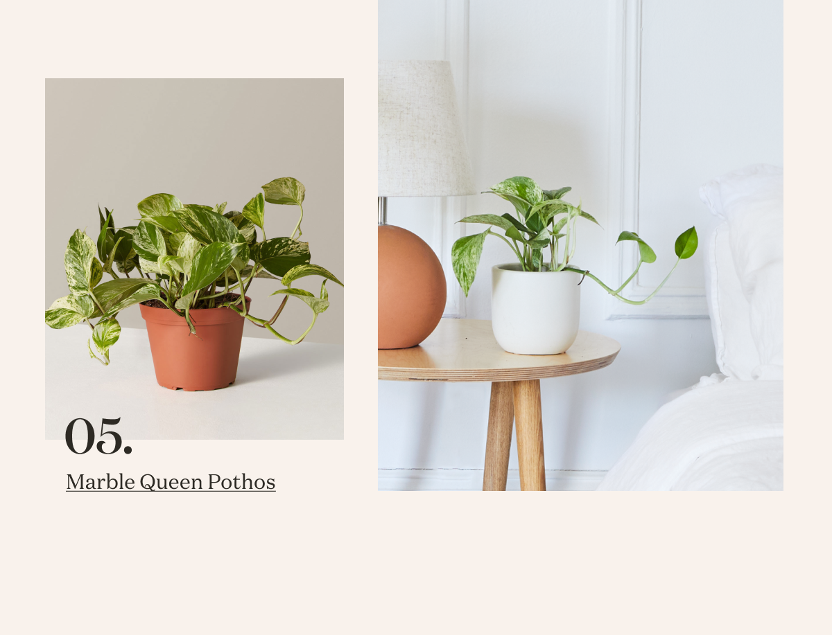 Marble Queen Pothos