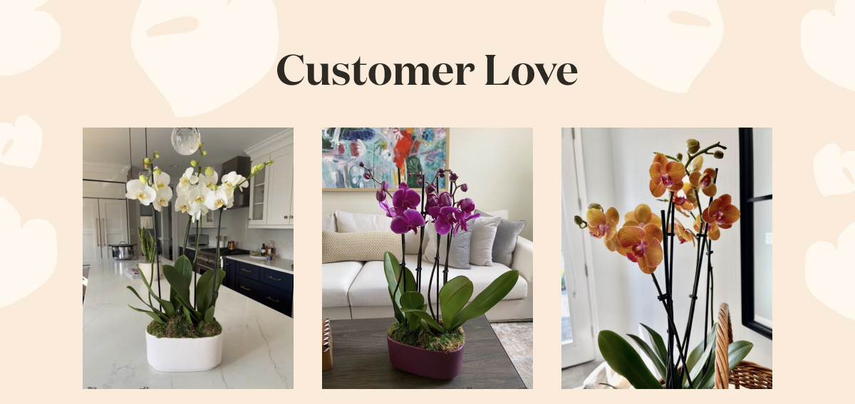 Pictured: Customer Photos of Large Double Orchid Pictured: Customer Photos of Large Double Orchid