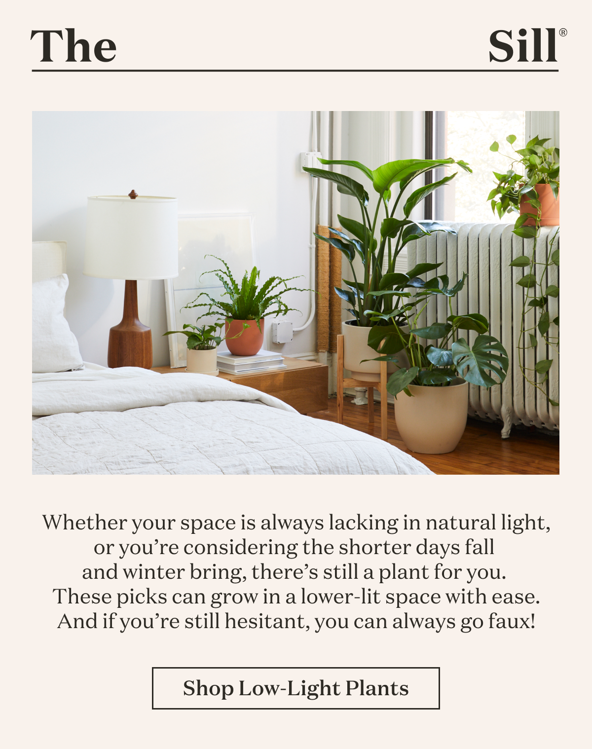Whether your space is always lacking in natural light, or you’re considering the shorter days fall and winter bring, there’s still a plant for you. These picks can grow in a lower-lit space with ease. And if you’re still hesitant, you can always go faux!