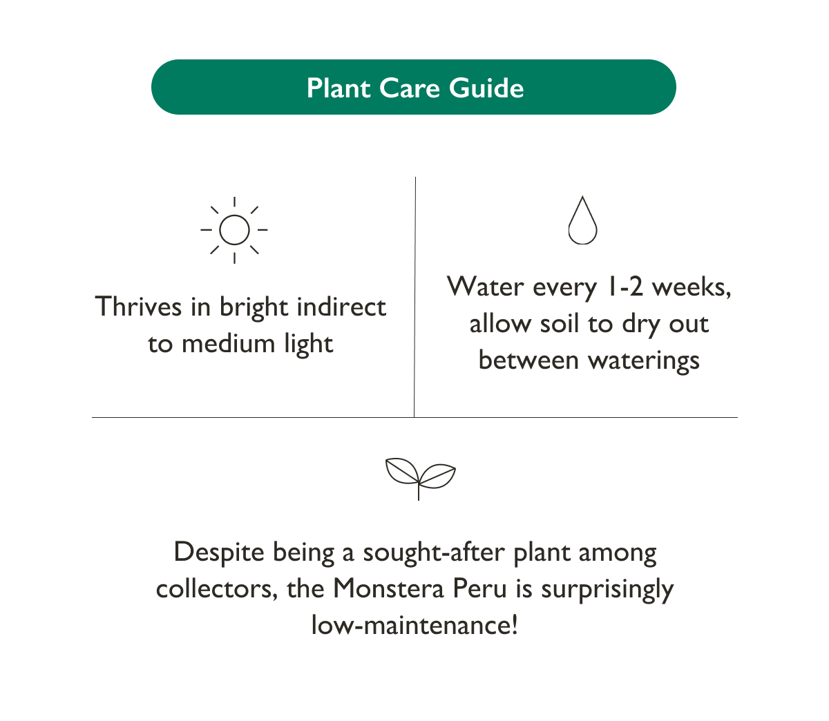 Monstera Peru Plant Care Guide